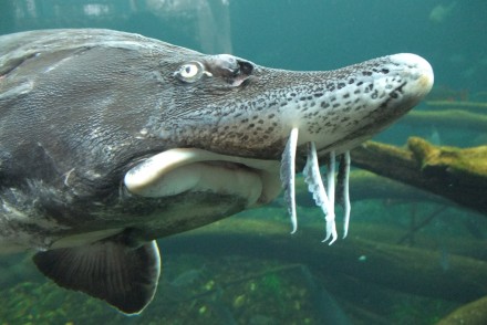 How to Catch Sturgeon