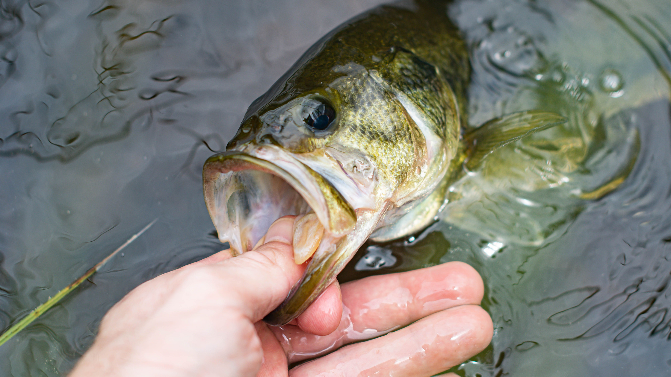 Catch and Release Bass Fishing: Handling Tips That Keep Fish Alive