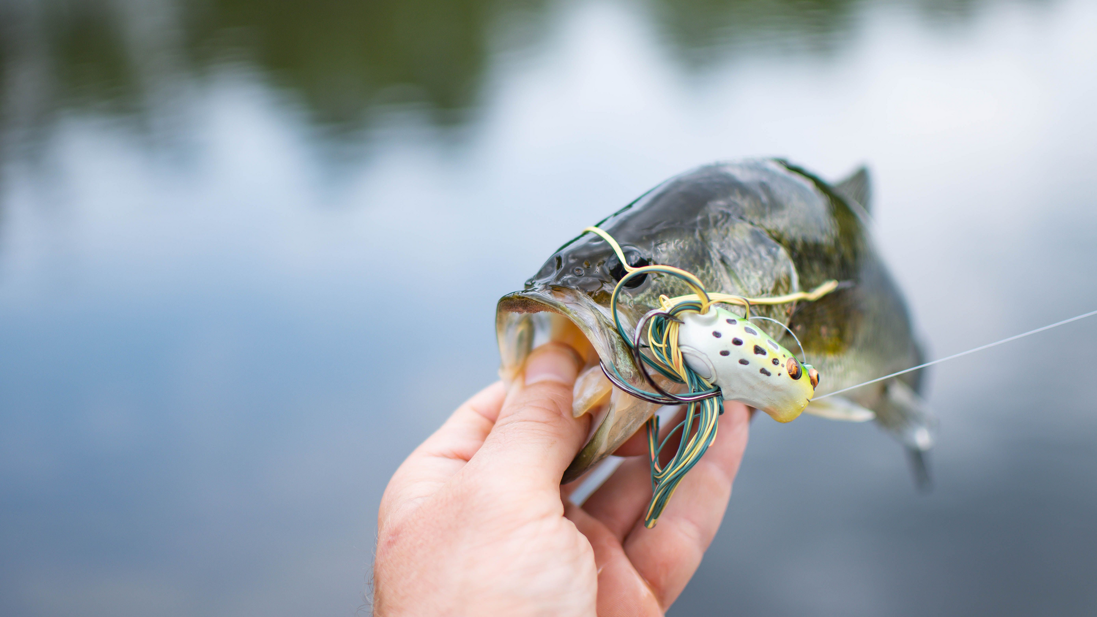 Bass Fishing for Beginners: Gear, Setup, and Your First Catch