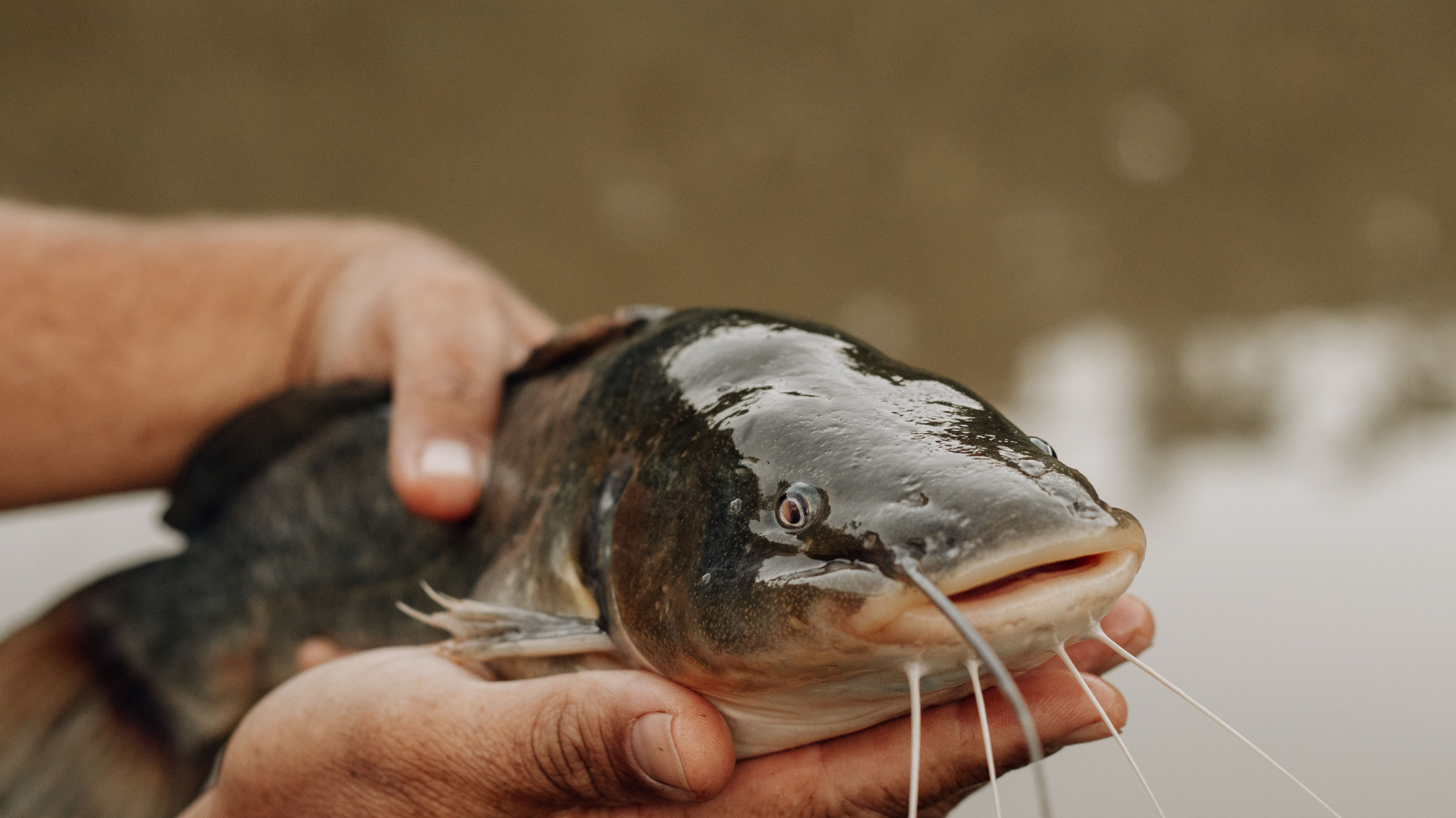 Blue vs Channel vs Flathead Catfish: ID and Catch Each