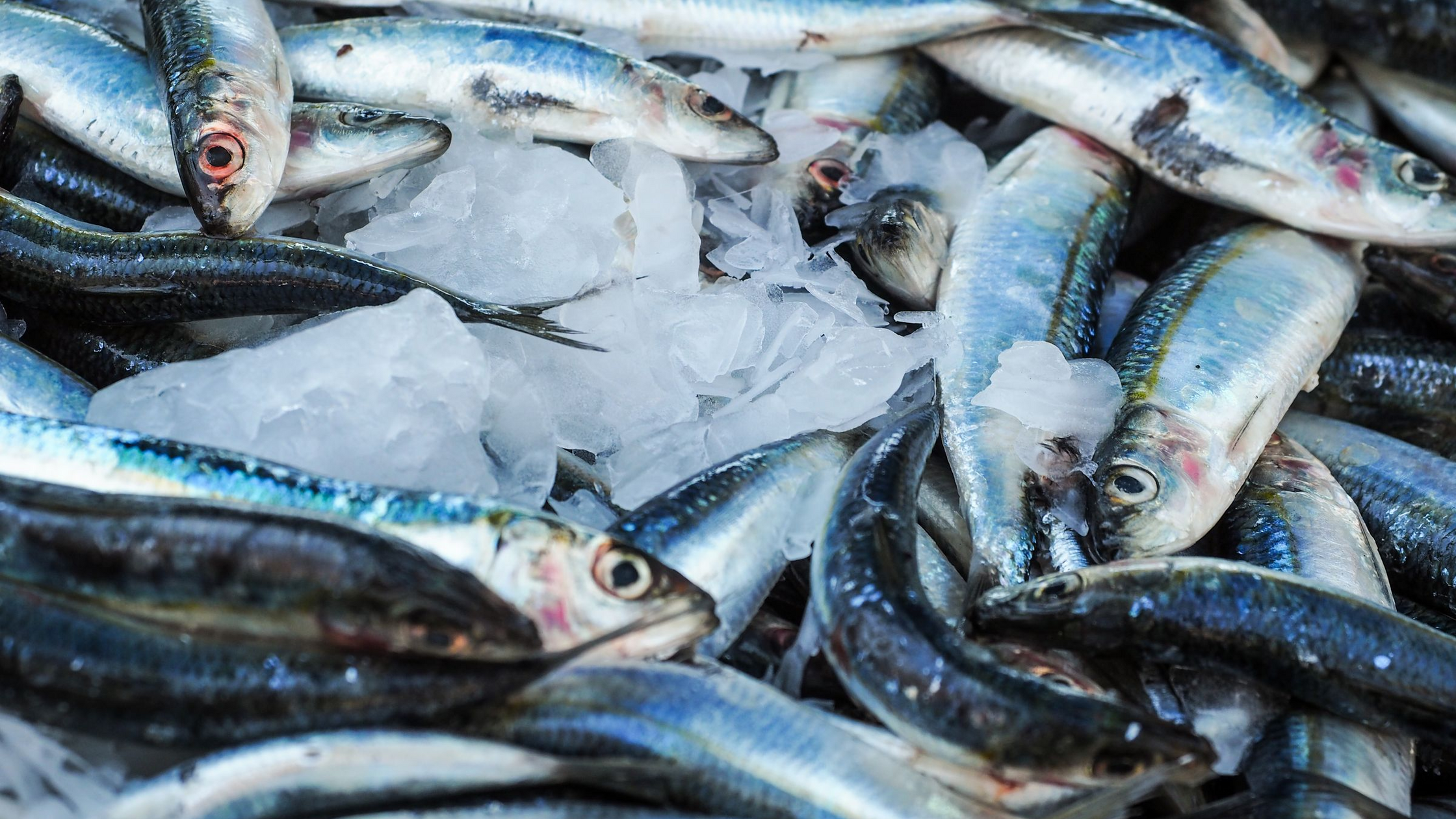 Chumming for Fish: Methods That Work in Fresh and Saltwater