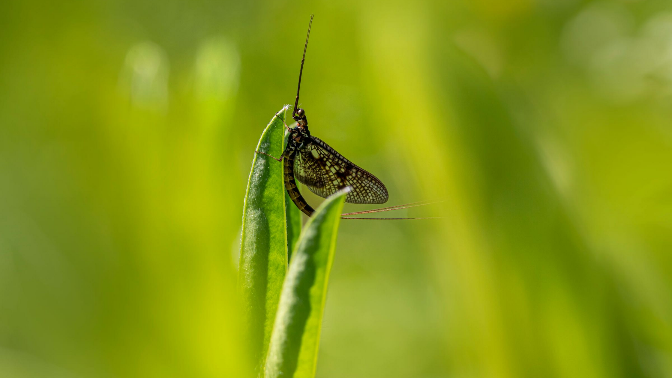 Early Spring Fly Hatches: BWOs, Hendricksons, and More