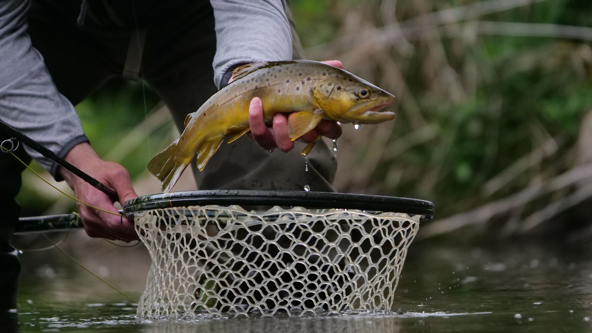 Fighting and Landing Trout on a Fly Rod