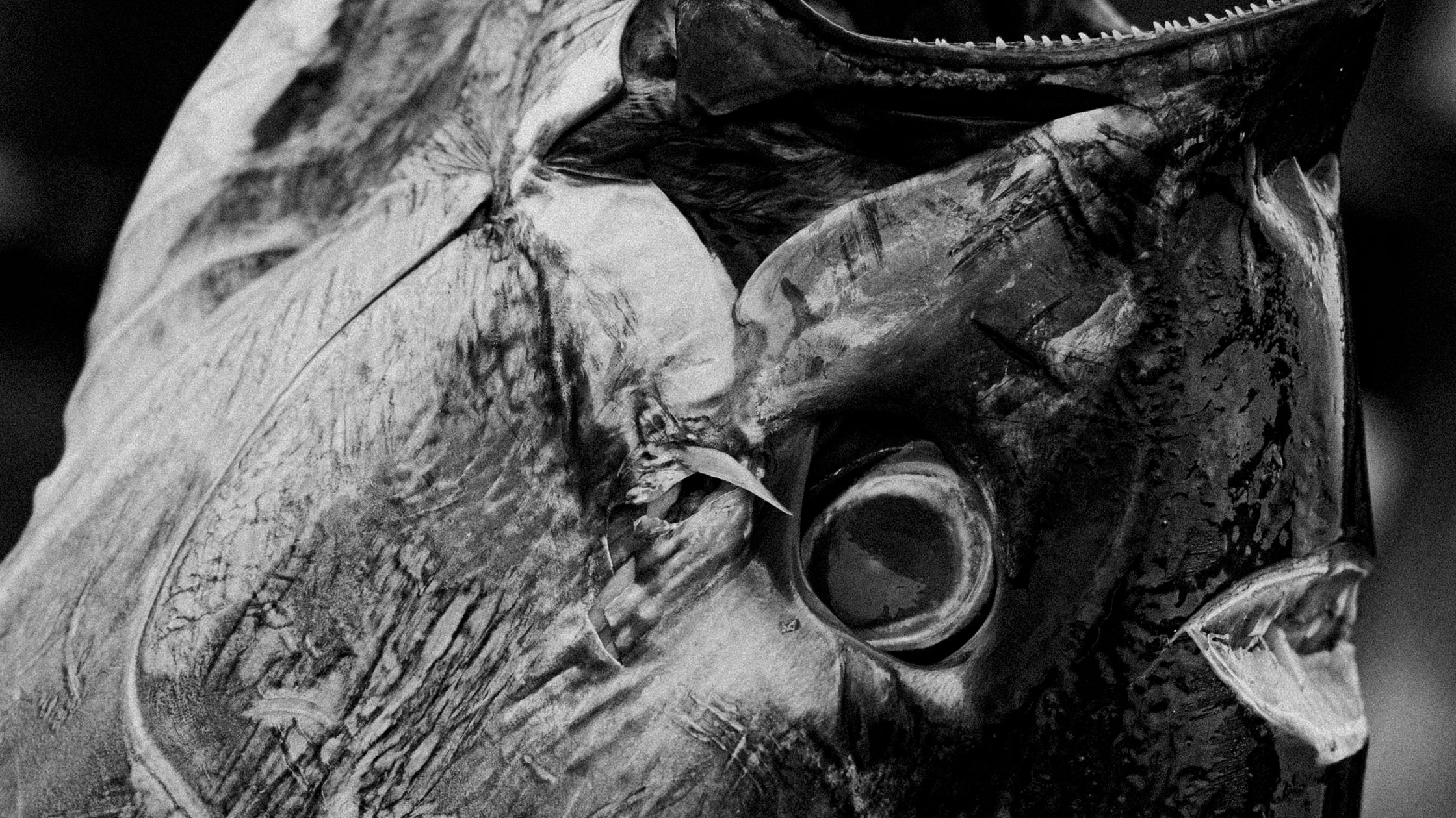 How Brown Trout Use Hearing, Taste and Smell to Find Food