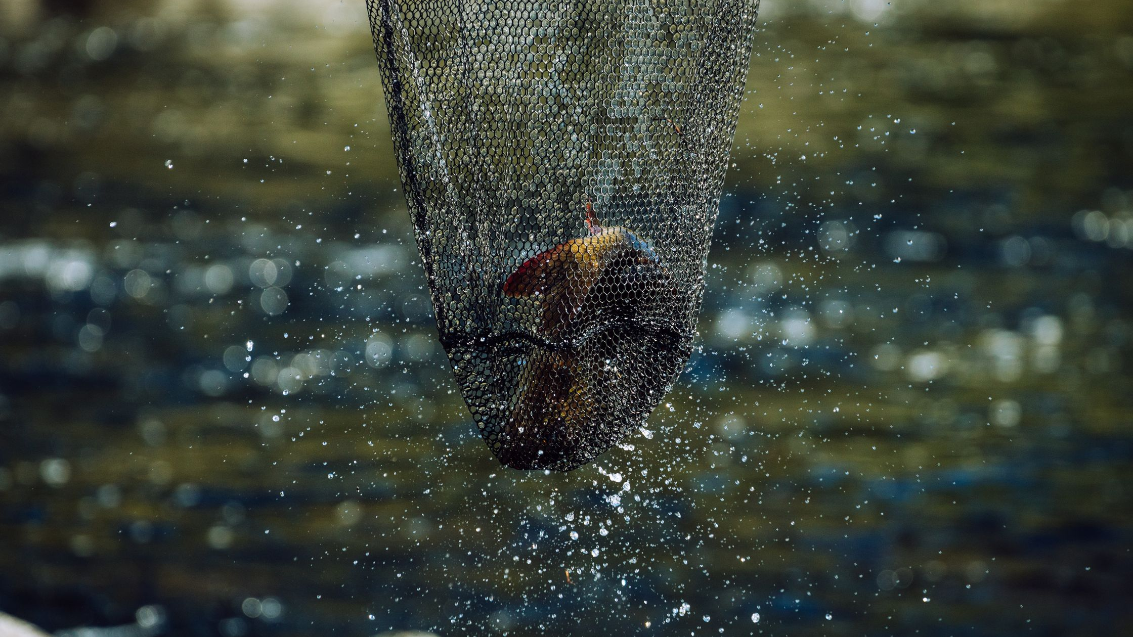 The Controversial Practice of Asphyxiation Fishing