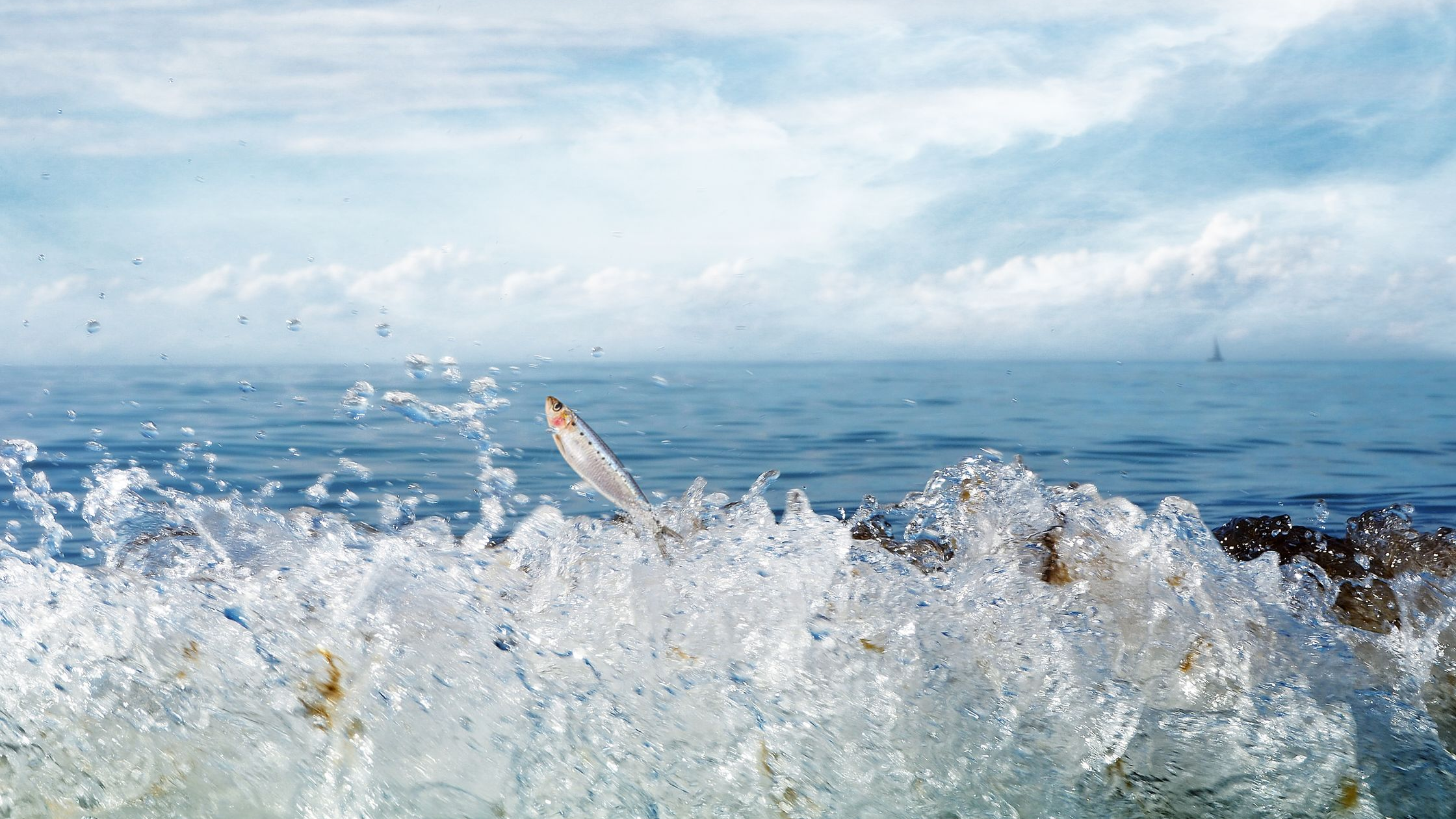 Aerial Fishing