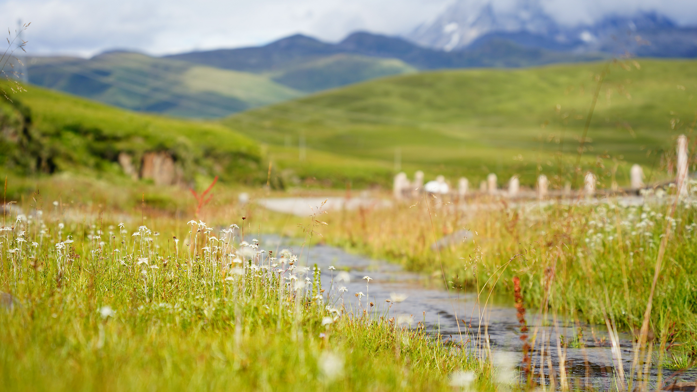 Fly Fishing Bear Valley Creek, Idaho: Meadow Water in the Frank Church