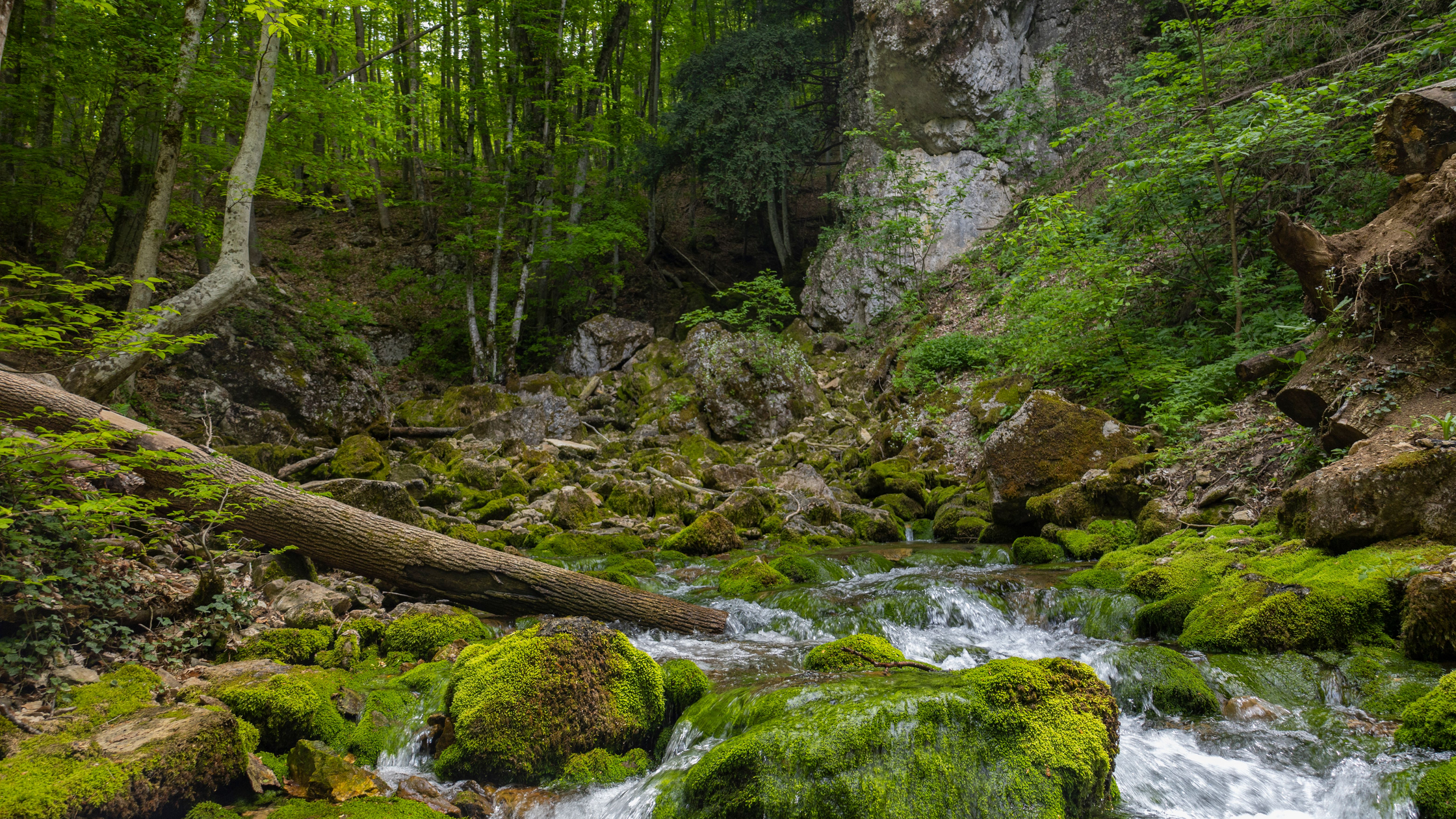 Fly Fishing Johns Creek, Idaho: North Idaho Cutthroat Water