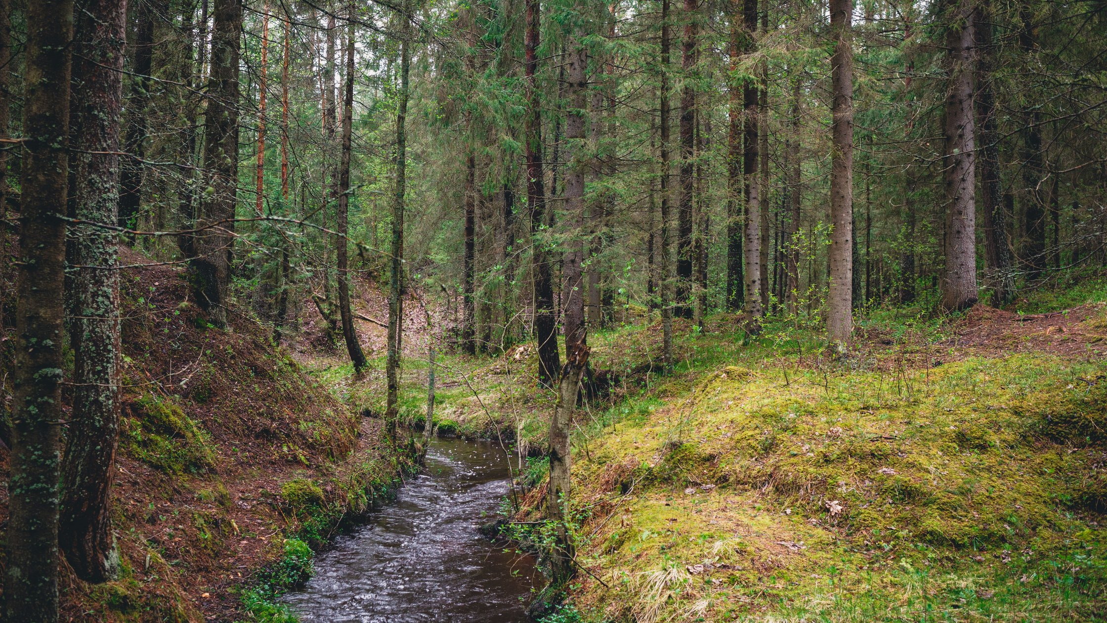 Fly Fishing Moose Creek, Idaho: A Hidden Eastern Idaho Gem