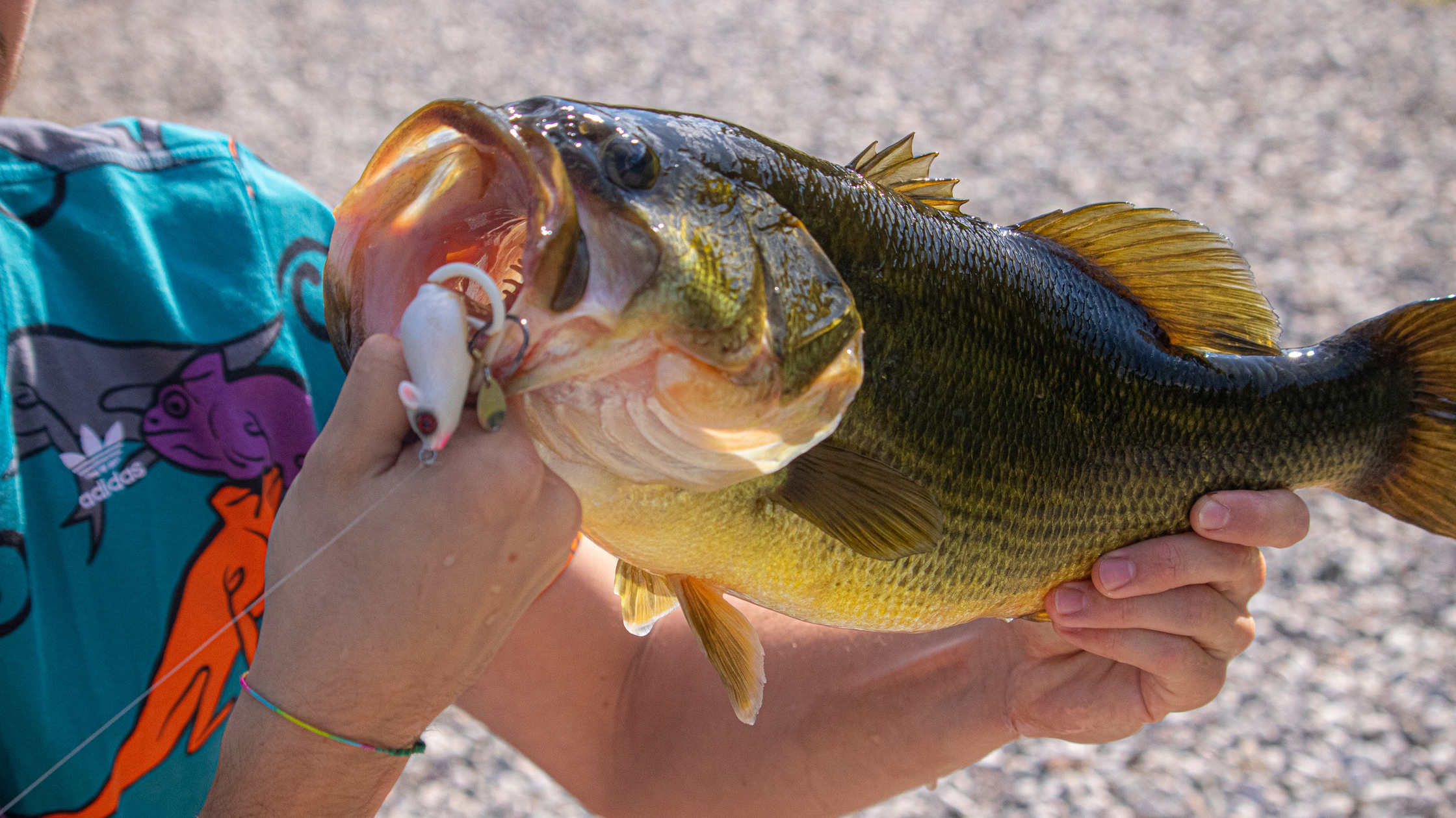 How to Catch Big Bass: 9 Trophy Largemouth Tactics That Work