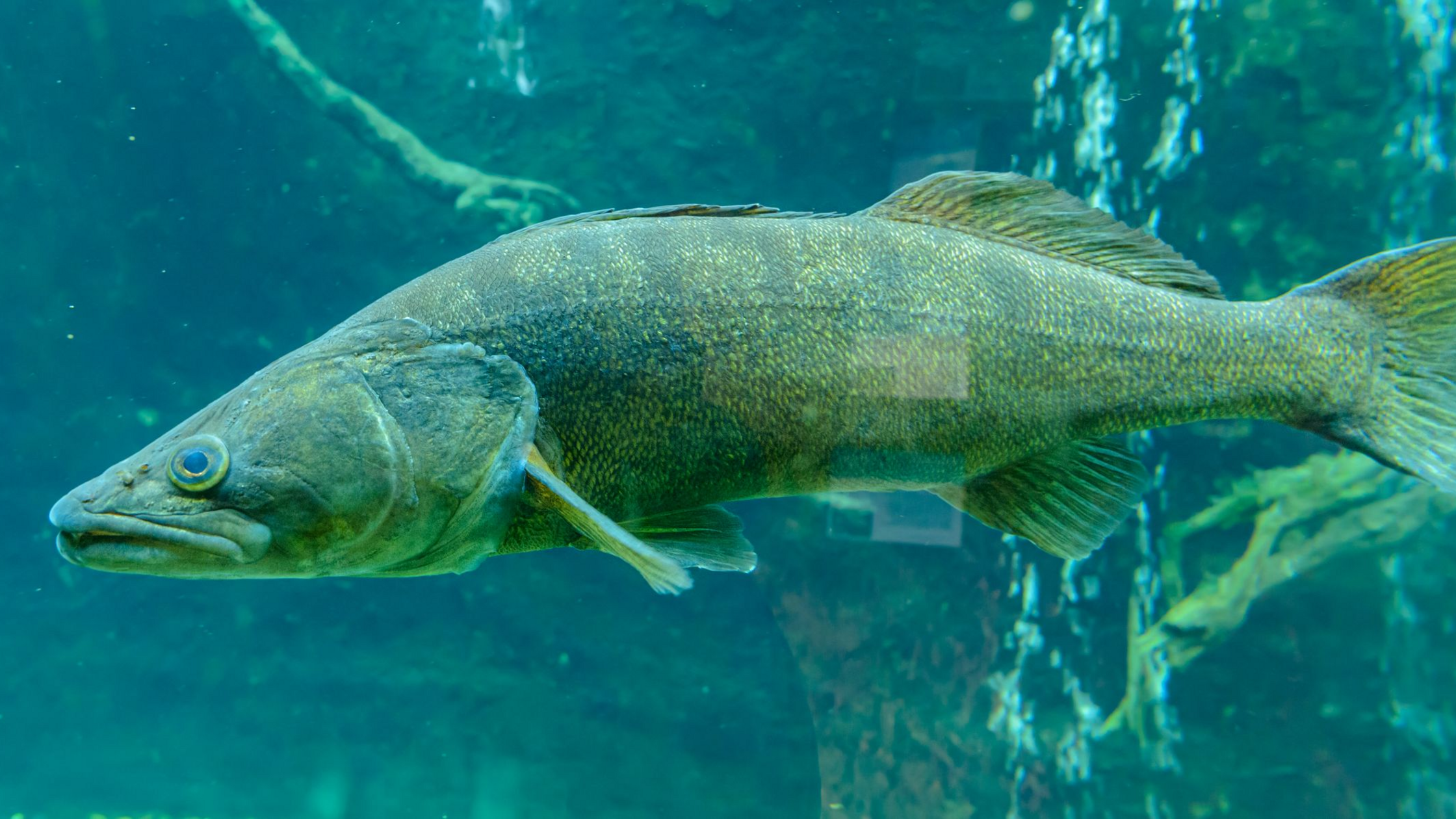 How to Catch Walleye: Proven Tactics, Baits, and Locations
