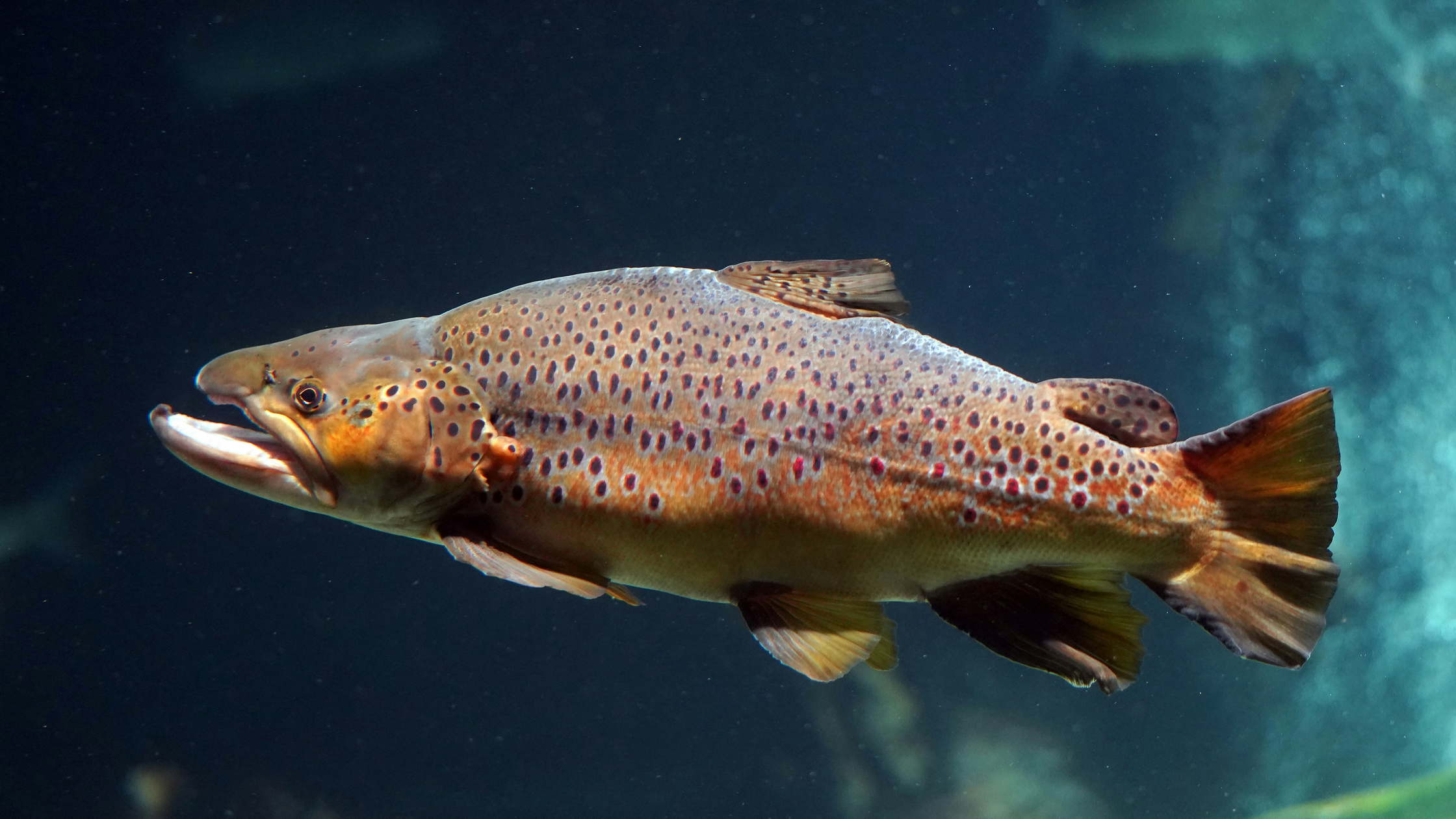How Trout Feed in Current: Drift Feeding Explained