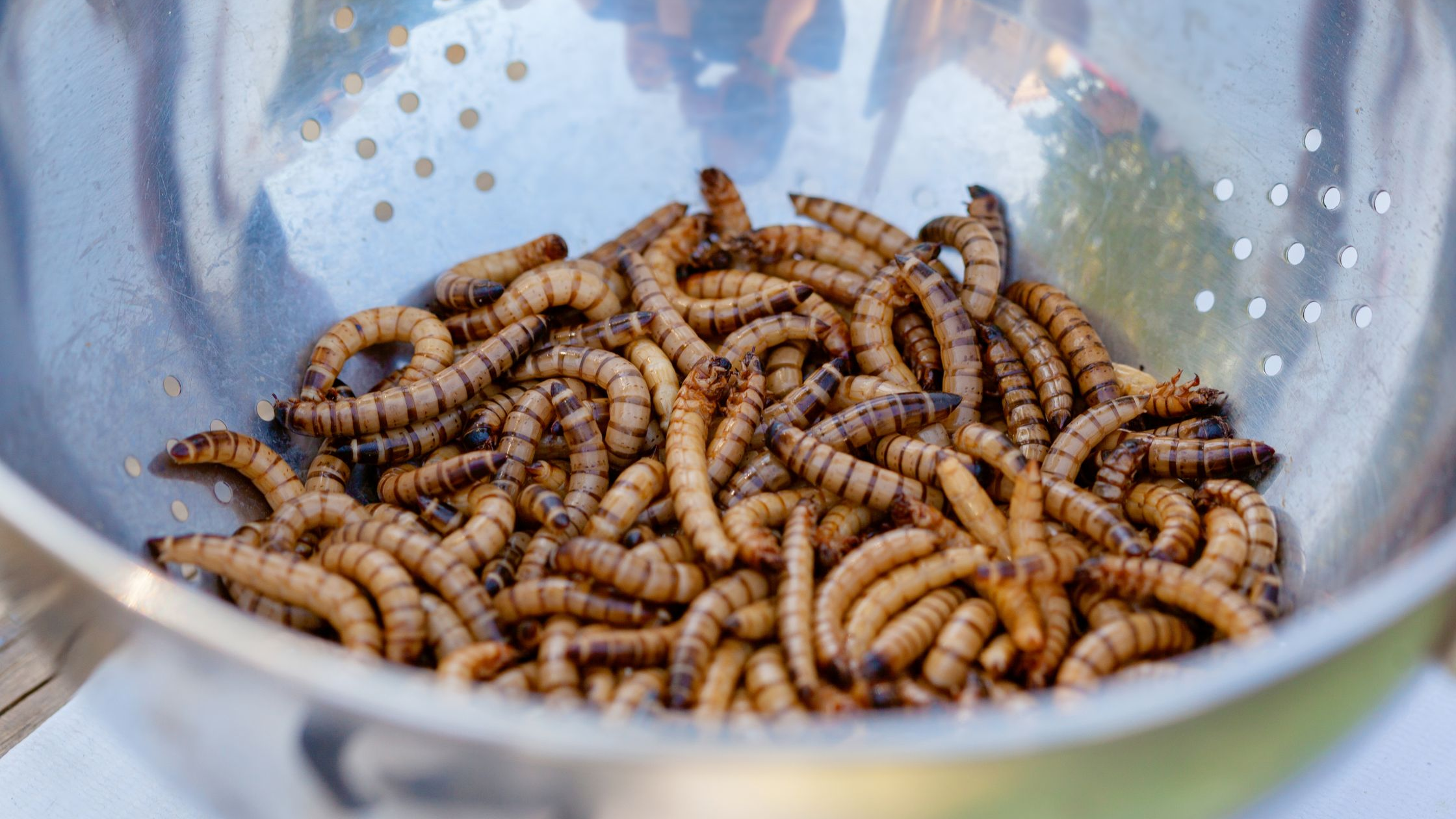 Live Bait for Sale and Prepared Baits
