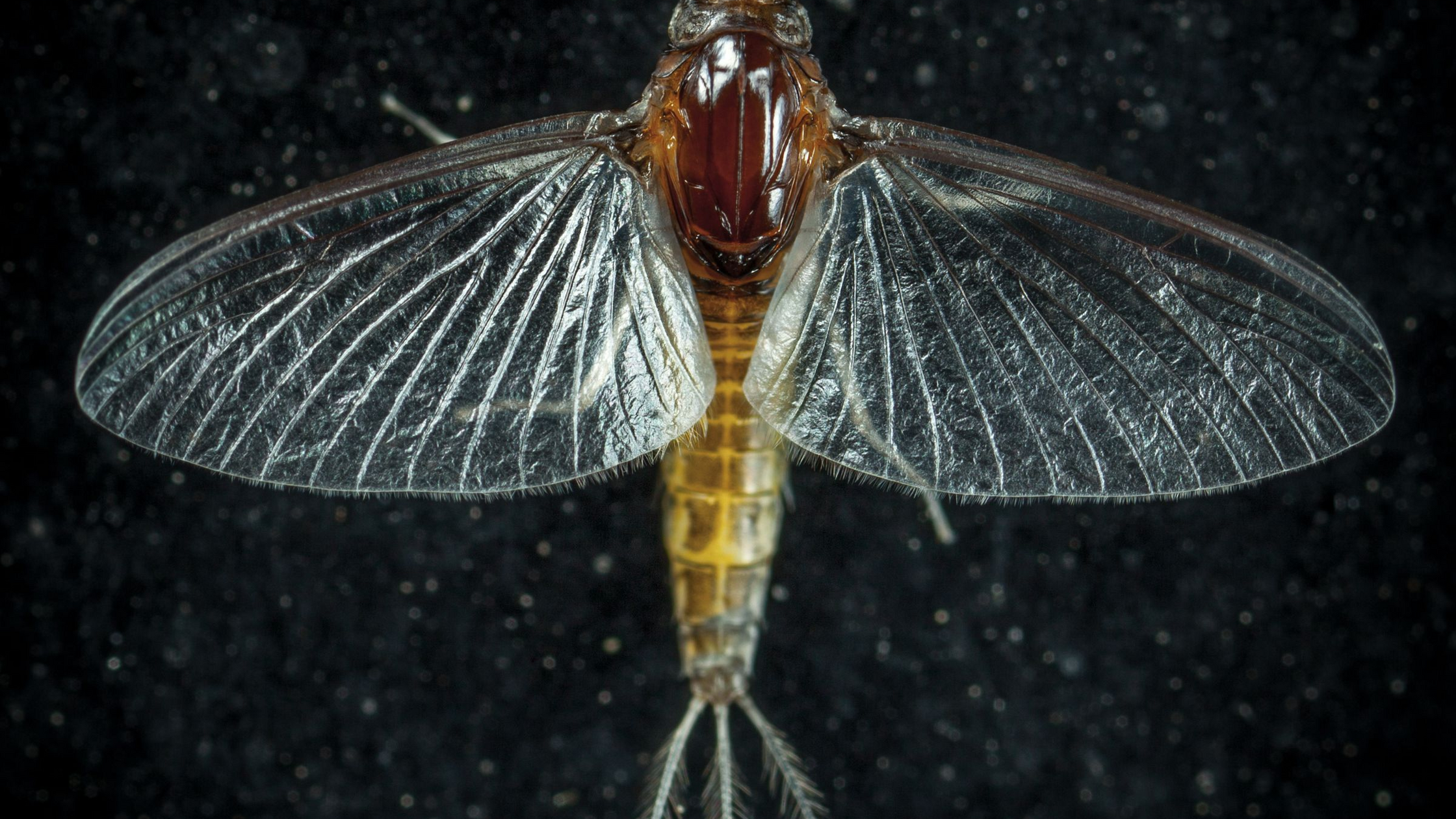 Match the Hatch: A Practical Fly Selection Guide