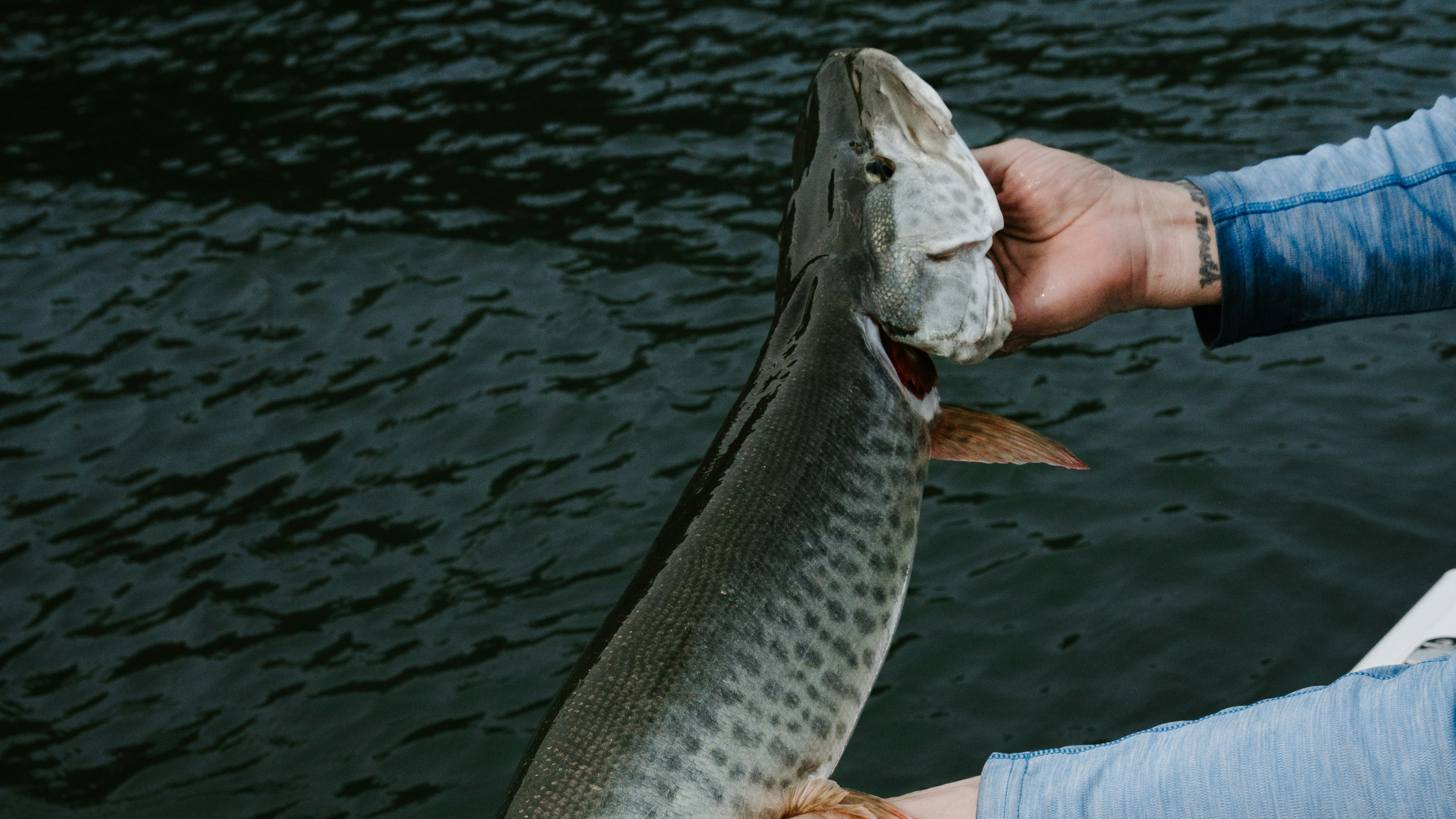 Muskie Fishing: Lures, Figure-8s, and Seasonal Patterns