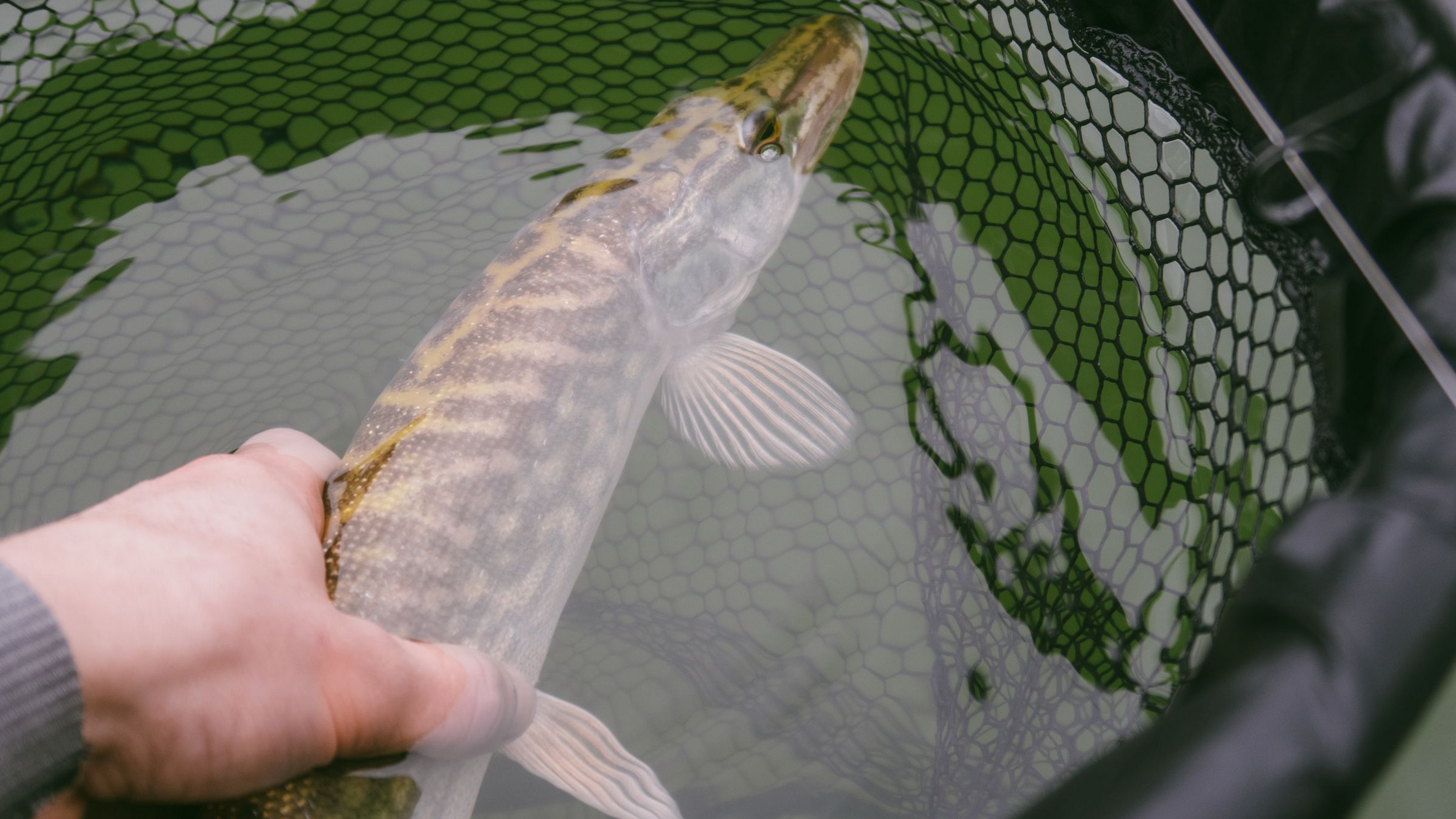 Northern Pike Fishing: Lures, Rigs, Seasonal Tactics