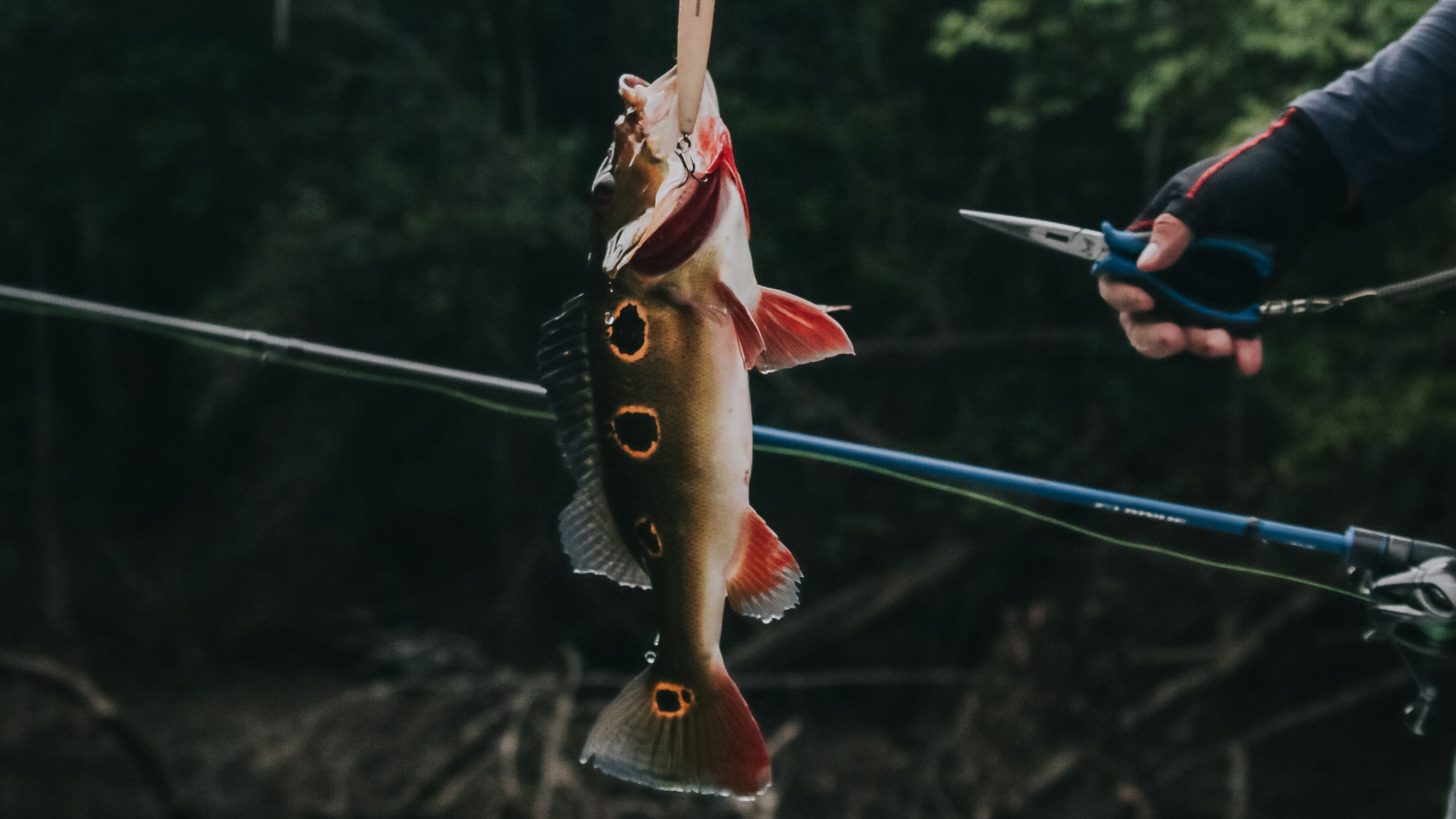 Peacock Bass Fishing Trips: Where, When, What to Bring
