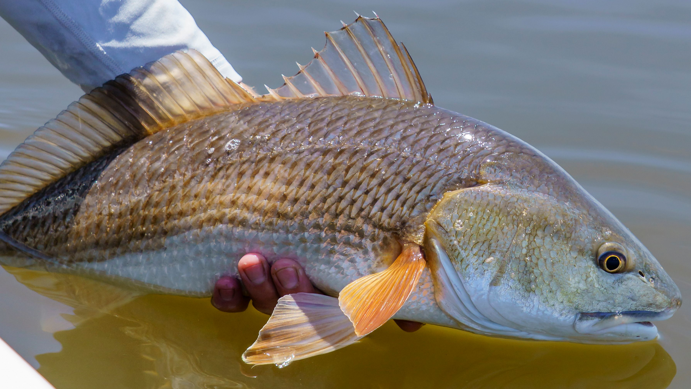 Redfish 101: How to Catch Red Drum in Shallow Water