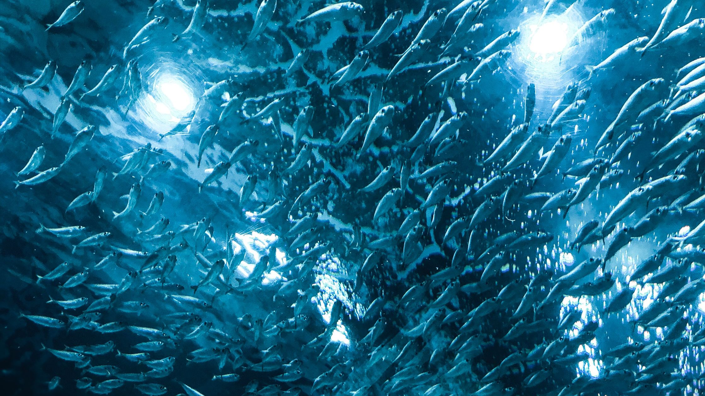 The Judas Fish: An Ancient Strategy with Modern Applications
