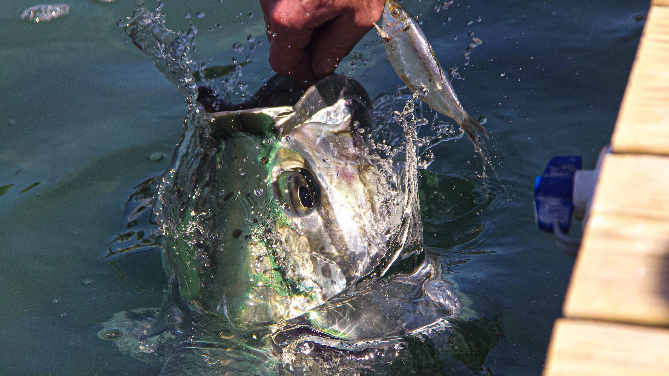 Tarpon Fishing: Tackle, Baits, and Fighting the Silver King