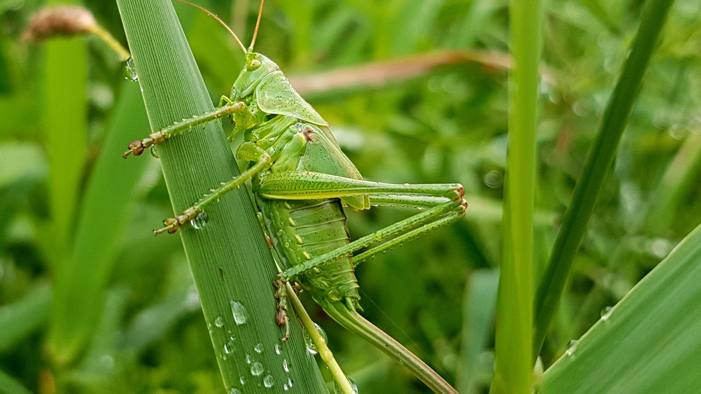 Terrestrial Fly Fishing: Ants, Beetles, and Hoppers
