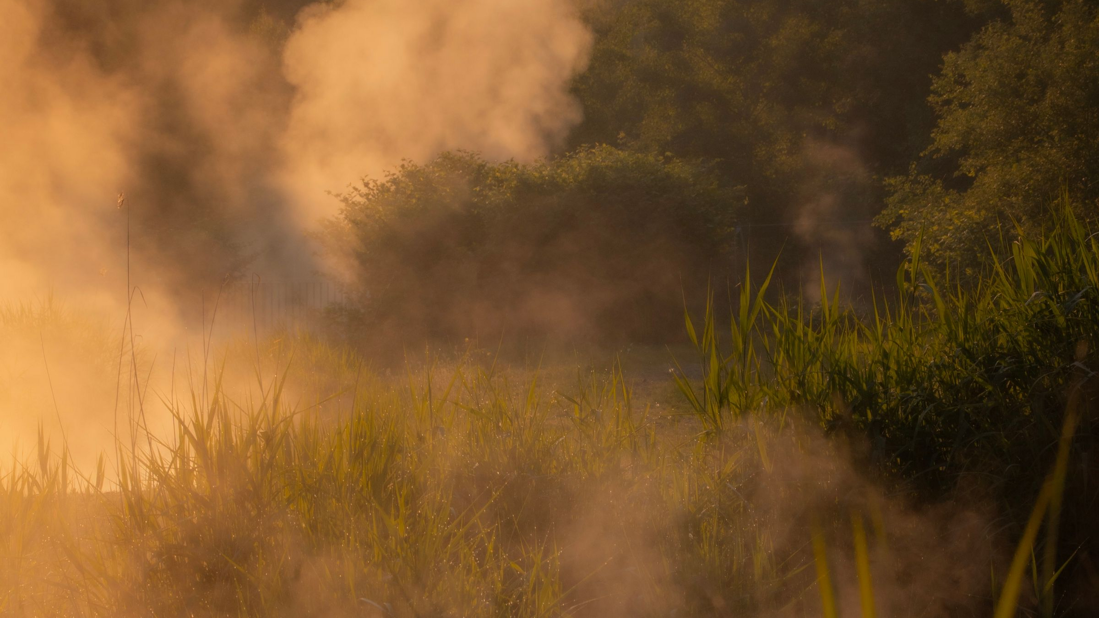 Trico Hatch Fly Fishing: Tiny Flies, Big Mornings