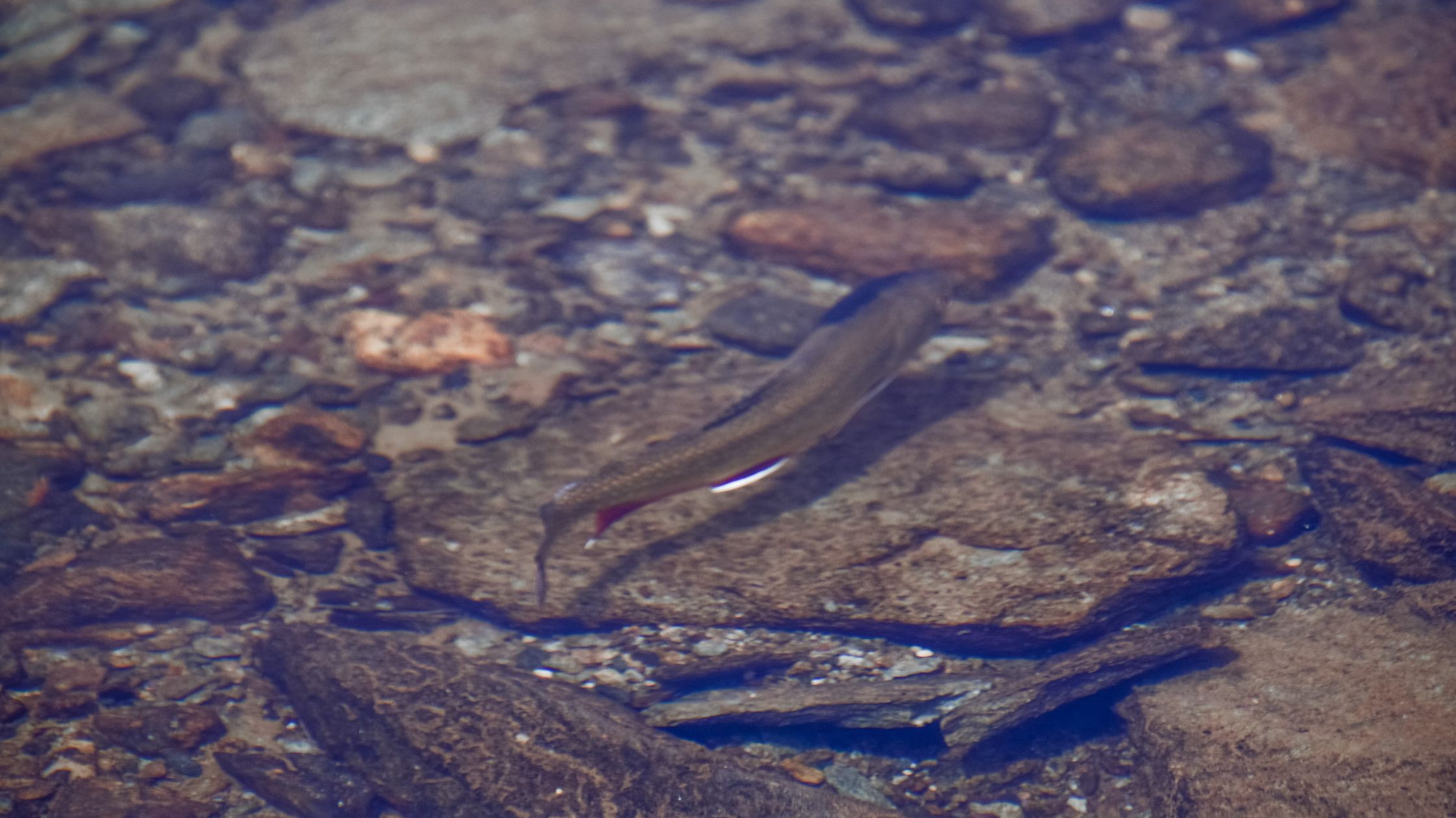 Trout Anatomy and Senses: A Complete Guide for Anglers
