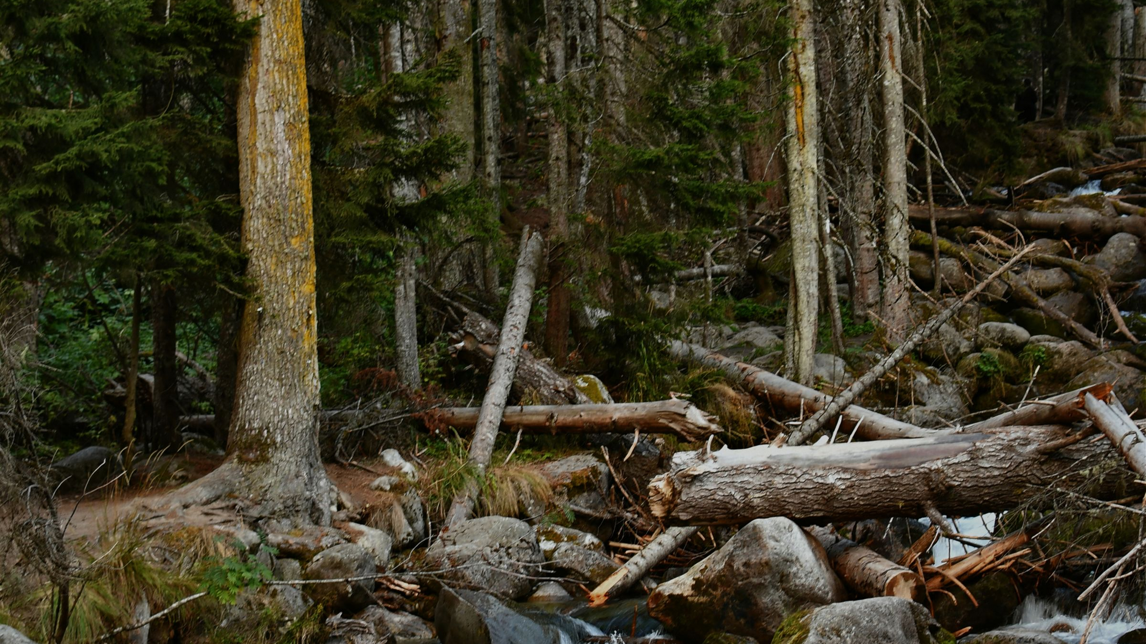 Fishing Trout Cover: Logs, Rocks, and Undercut Banks
