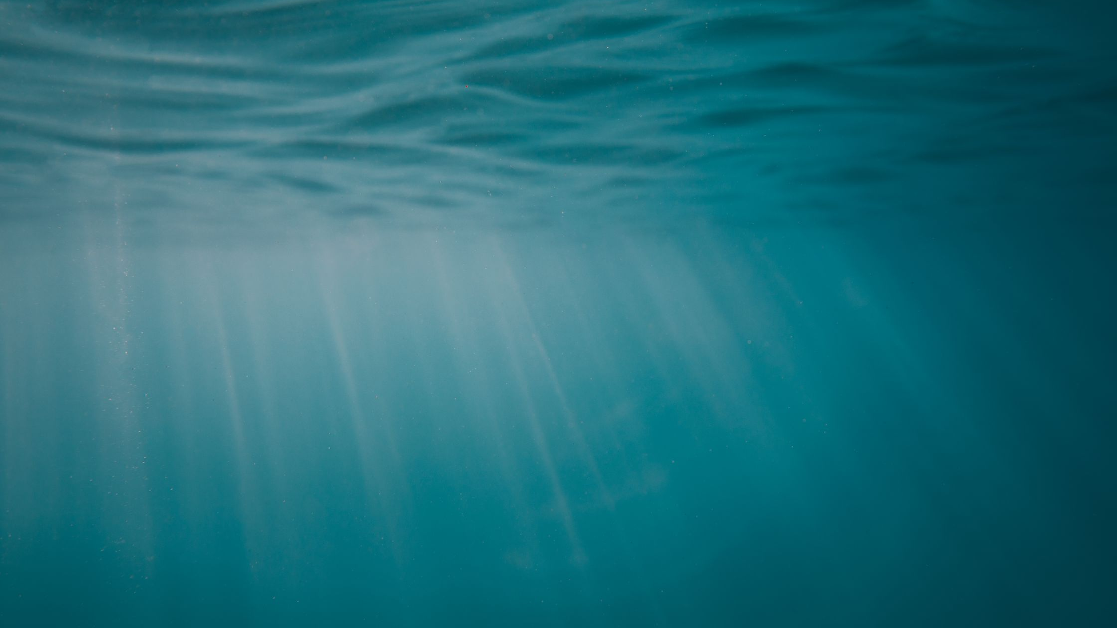 Brown Trout Eyesight: What Trout Can See (And How to Use It to Catch More Fish)