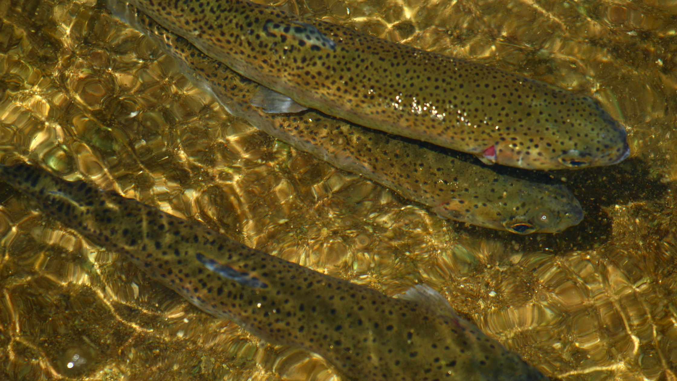 When Do Trout Feed? Feeding Windows and Triggers Explained