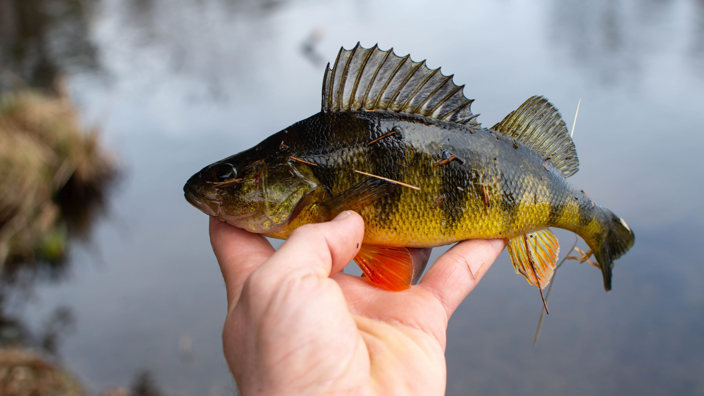 Yellow Perch Fishing: Tips, Baits, and How to Find Schools