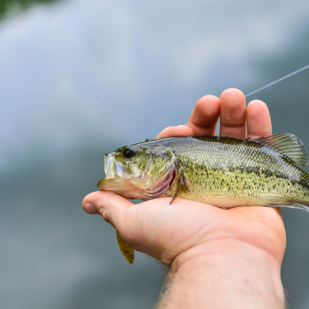 tips on largemouth bass in missouri fishing planet tips on largemouth bass in missouri fishing planet