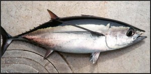 Tuna Fishing Season