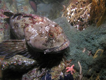 lingcod catch outdoors pete cod anglers keep rockfish fish game thomas greenling guess aren actually larger much which re they