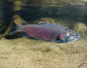 How to Catch Salmon (in the Ocean) 1 of 2 — The Fishing Advice