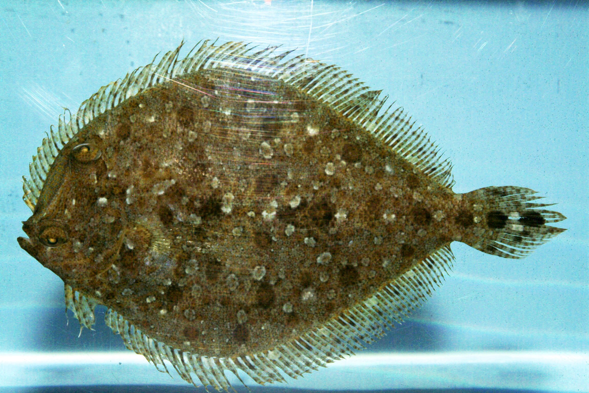 flounder fishing