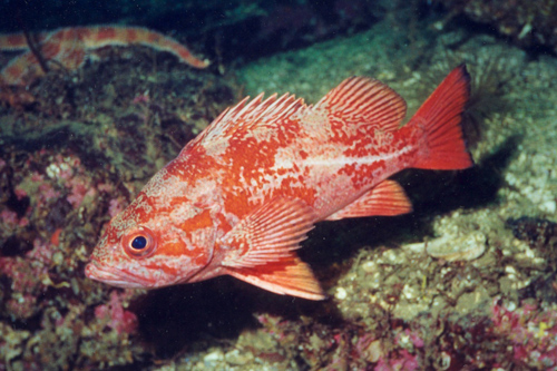 How to Catch Rockfish Picture