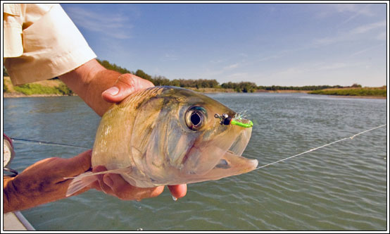 american shad fishing