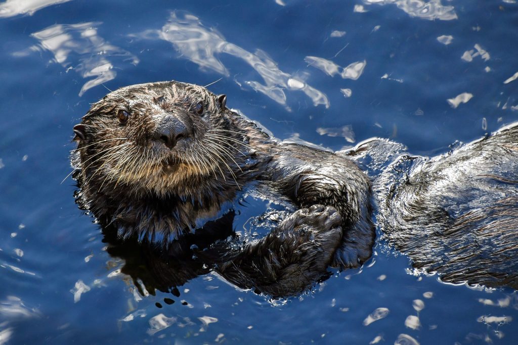 Otter Fishing — The Fishing Advice