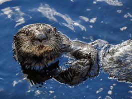 Otter Fishing