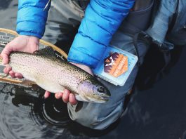 How to Hold a Trout