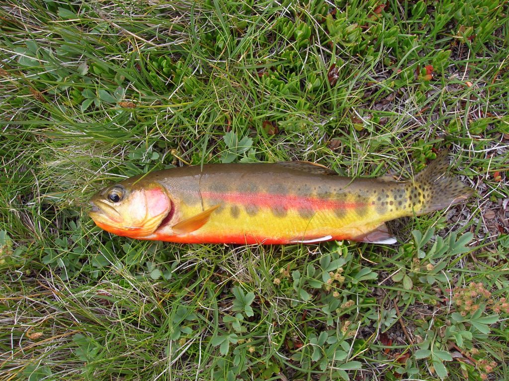 Golden Trout of California