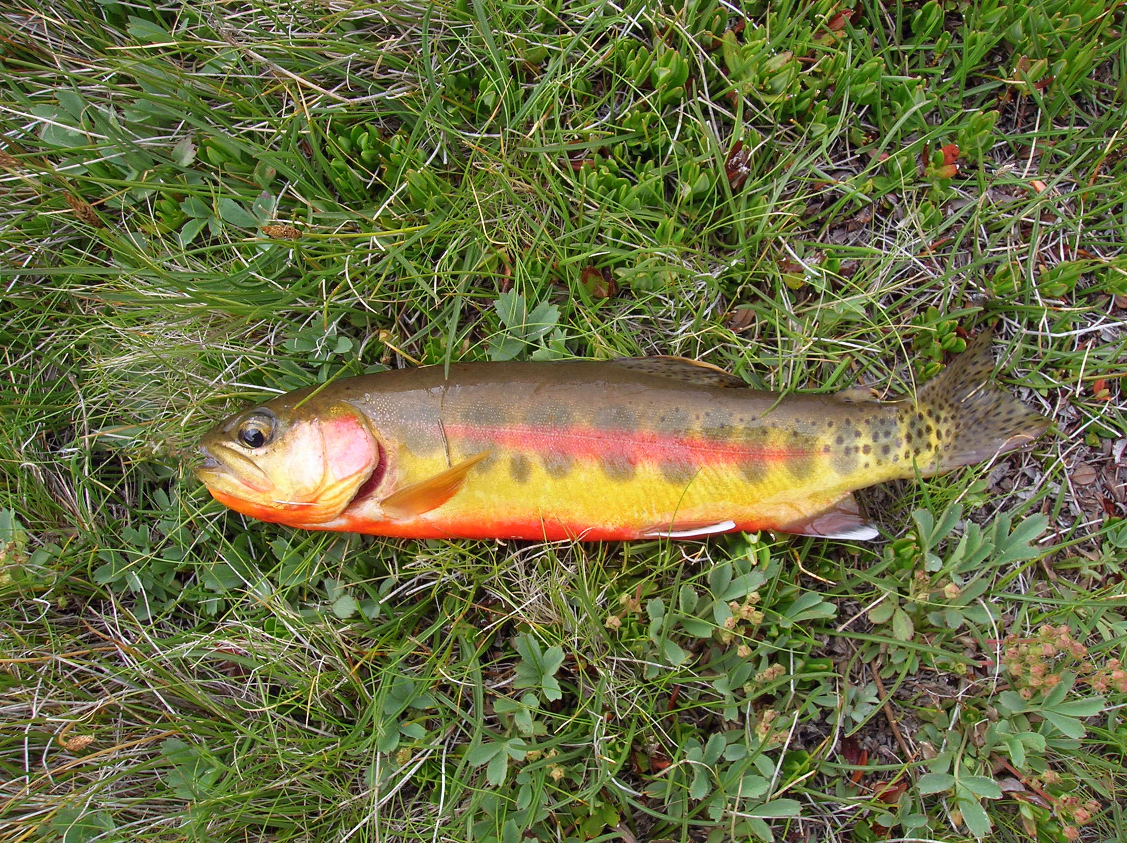 fishing planet rocky lake unique golden trout