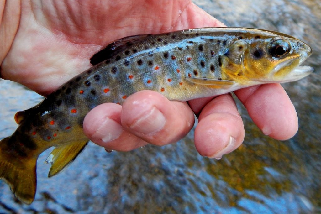 The Brown Trout's Eyesight: An In-depth Study — The Fishing Advice