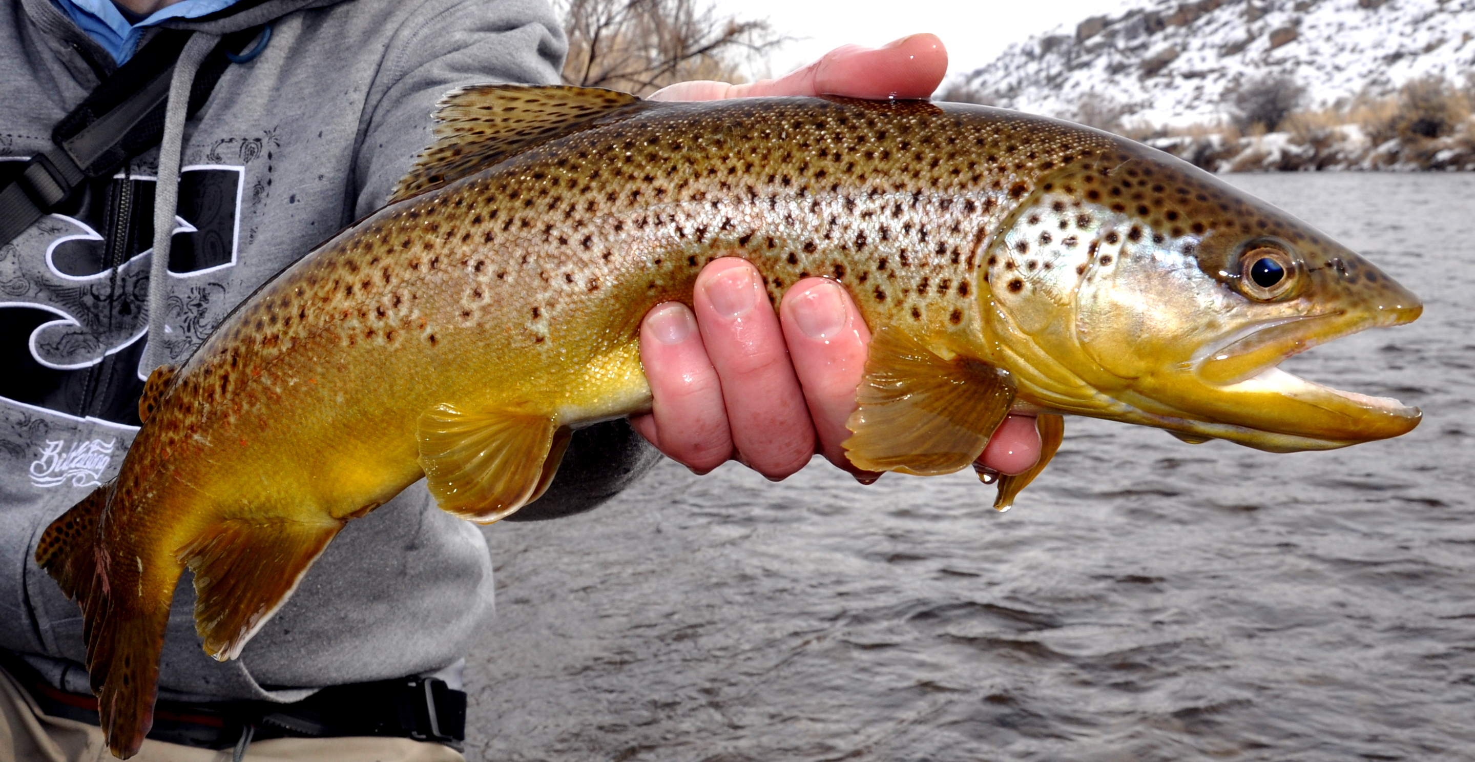Brown Trout Feeding Habits