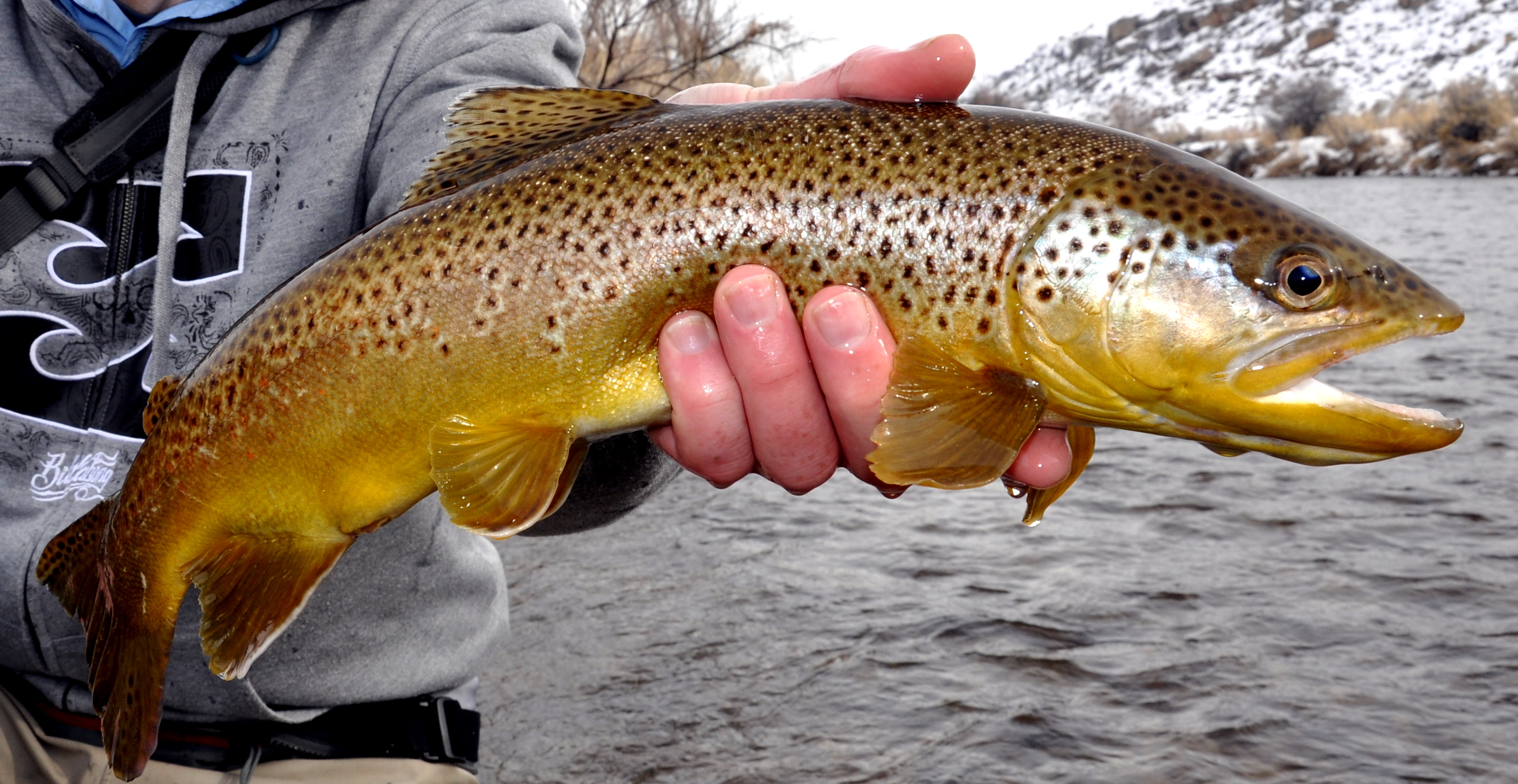 The Feeding Habits of Brown Trout — The Fishing Advice