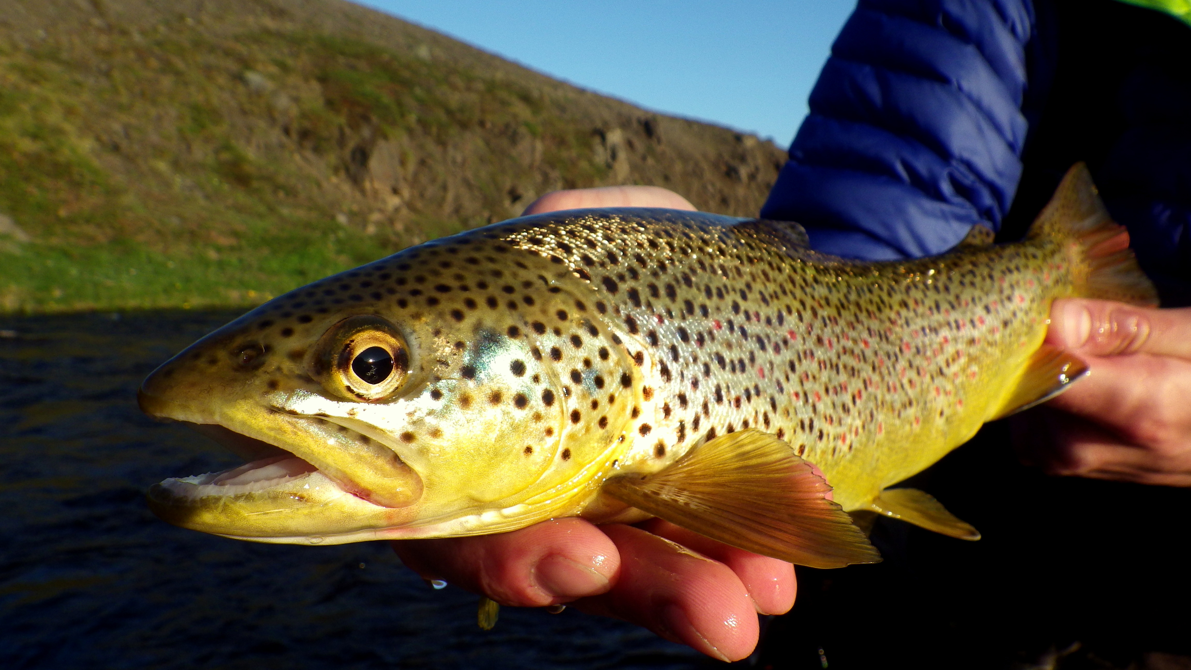 Life Cycle of the Brown Trout (Salmon Trutta) — The Fishing Advice