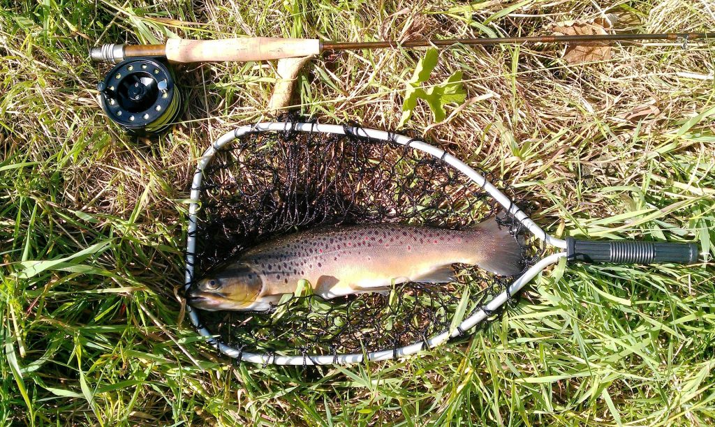 rainbow trout habitat