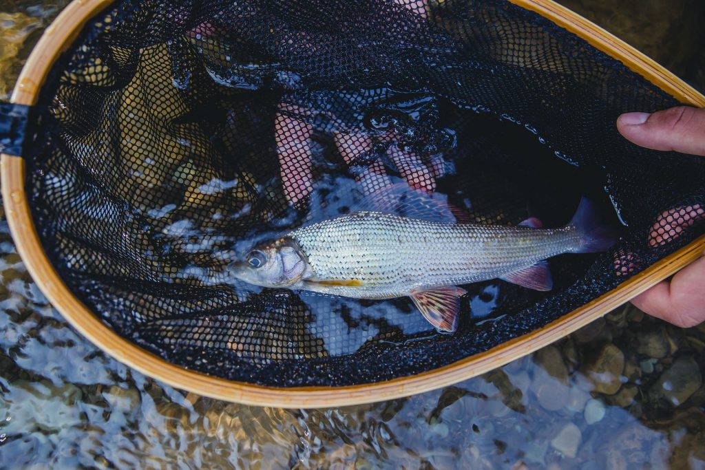 Cutthroat trout