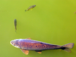 Mud Sucker Fish